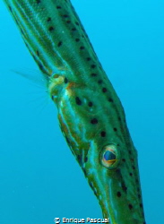 Trompet fish look by Enrique Pascual 